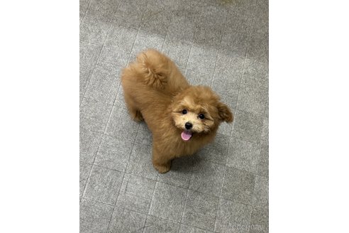 成約済の広島県のタイニープードル-319058の12枚目