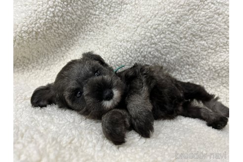 成約済の千葉県のミニチュアシュナウザー-334119の15枚目