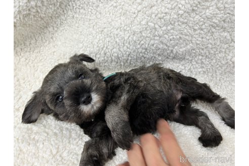 成約済の千葉県のミニチュアシュナウザー-334119の10枚目
