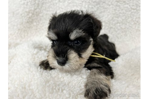 成約済の千葉県のミニチュアシュナウザー-334118の9枚目