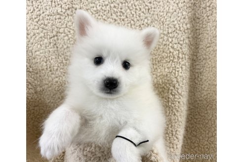 成約済の千葉県の日本スピッツ-329550の2枚目