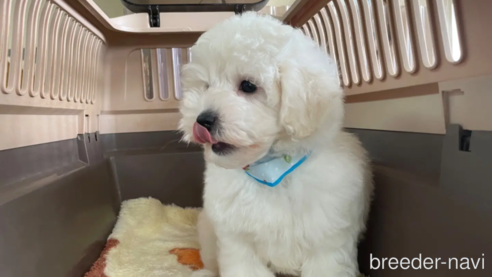 成約済の愛媛県のマルプー:マルチーズ×トイプードル-316121の1枚目