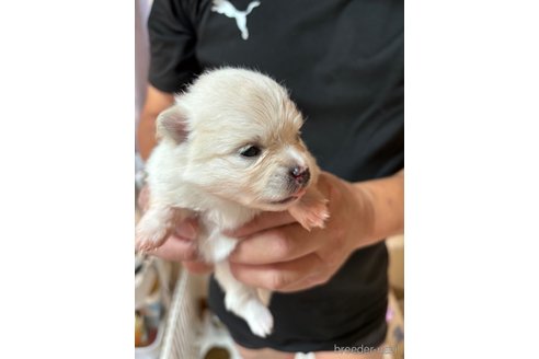 成約済の香川県のポメラニアン-336605の4枚目
