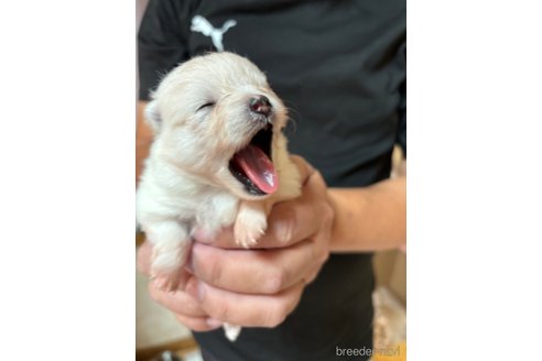 成約済の香川県のポメラニアン-336606の4枚目