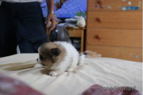 販売中の静岡県のポメラニアン-336623の14枚目
