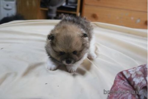 販売中の静岡県のポメラニアン-336623の11枚目