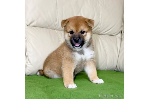 成約済の茨城県の柴犬-336630の5枚目