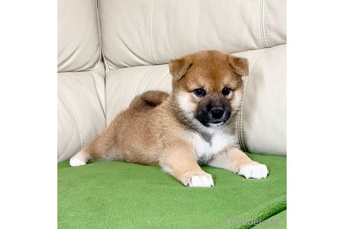 成約済の茨城県の柴犬-336630の3枚目