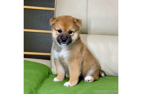 成約済の茨城県の柴犬-336630の4枚目
