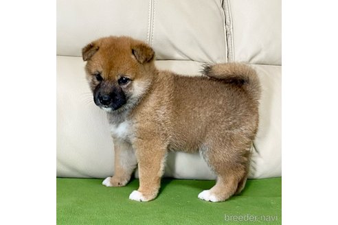 成約済の茨城県の柴犬-336631の2枚目
