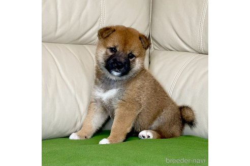 成約済の茨城県の柴犬-336631の3枚目