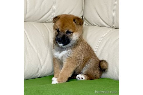 成約済の茨城県の柴犬-336631の4枚目