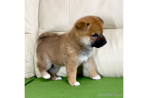 成約済の茨城県の柴犬-336631の5枚目