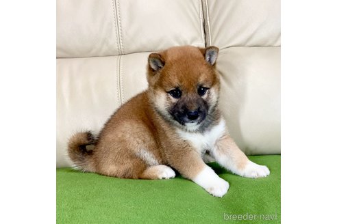 成約済の茨城県の柴犬-336634の2枚目