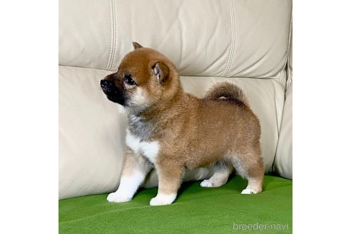 成約済の茨城県の柴犬-336634の3枚目