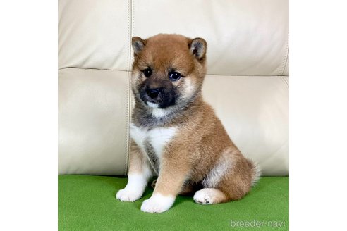 成約済の茨城県の柴犬-336634の4枚目