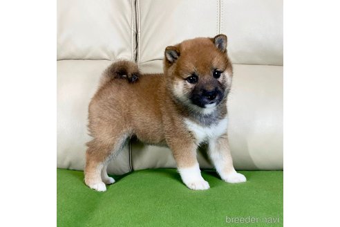 成約済の茨城県の柴犬-336634の5枚目