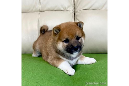成約済の茨城県の柴犬-336634