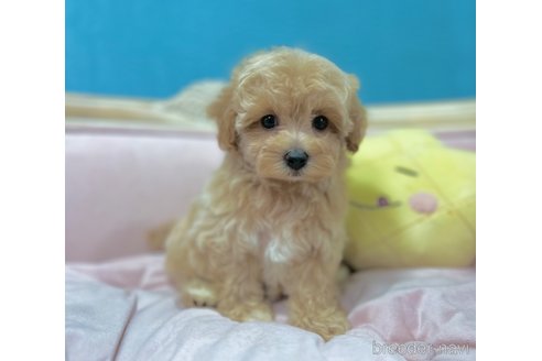成約済の茨城県のマルプー:マルチーズ×トイプードル-336646の3枚目