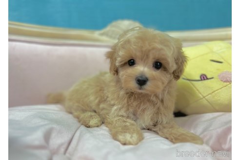 成約済の茨城県のマルプー:マルチーズ×トイプードル-336646の5枚目