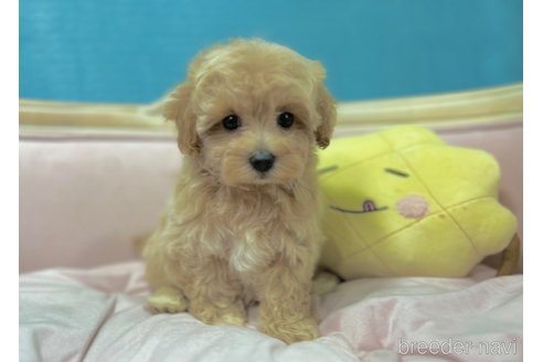 成約済の茨城県のマルプー:マルチーズ×トイプードル-336646の1枚目