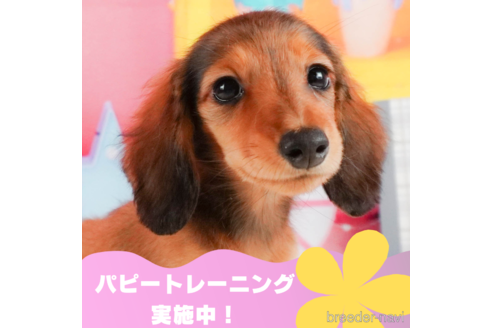 成約済の静岡県のミニチュアダックスフンド(ロングヘアード)-325016の1枚目