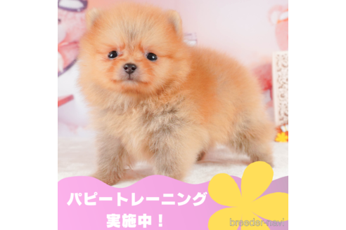 成約済の静岡県のポメラニアン-323575の1枚目