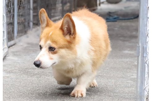 歓歓HuanHuanくん1枚目