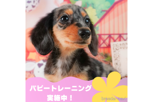 成約済の静岡県のミニチュアダックスフンド(ロングヘアード)-327905の1枚目