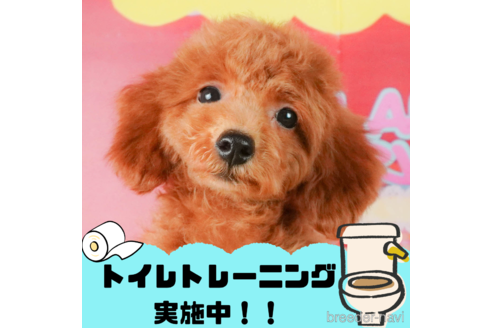 成約済ののトイプードル-323569