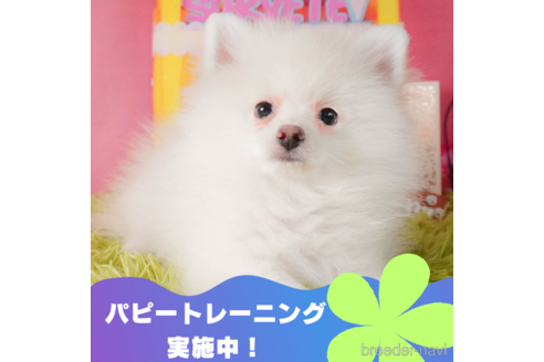 成約済の静岡県のポメラニアン-325022の1枚目