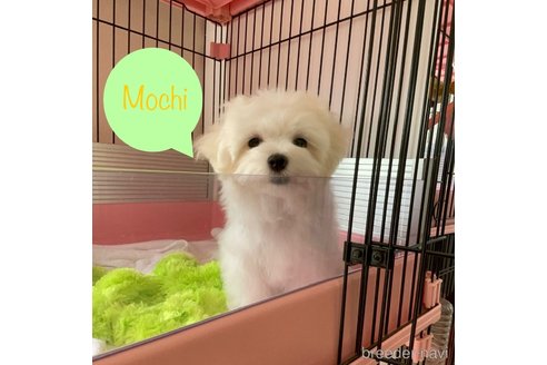 成約済の山形県のマルチーズ-336687の3枚目