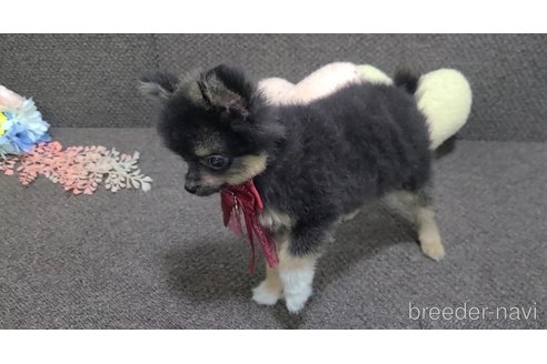 販売中の東京都のポメラニアン-317411の27枚目