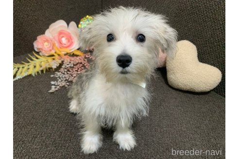 成約済の東京都のミックス犬-313112の14枚目