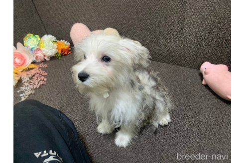 成約済の東京都のミックス犬-313112の12枚目