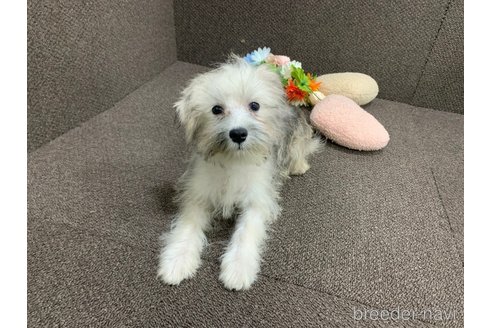成約済の東京都のミックス犬-319289の8枚目