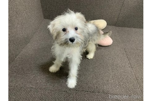 成約済の東京都のミックス犬-319289の6枚目