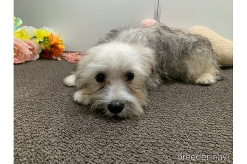 成約済の東京都のミックス犬-319289の5枚目