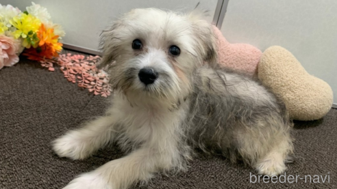成約済の東京都のミックス犬-319289の4枚目