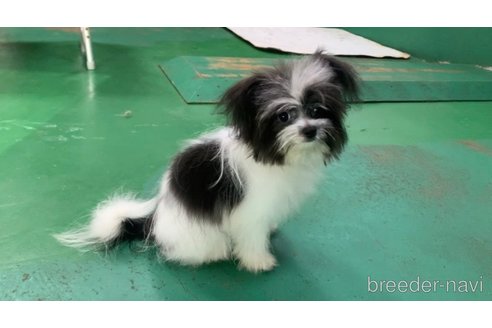 成約済の東京都のミックス犬-301757の6枚目