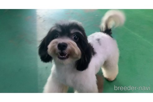 成約済の東京都のミックス犬-294837の14枚目