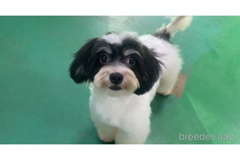 成約済の東京都のミックス犬-294837の13枚目