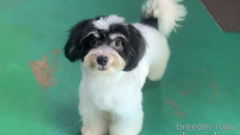 成約済の東京都のミックス犬-294837の11枚目