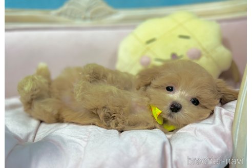 成約済の茨城県のマルプー:マルチーズ×トイプードル-330449の6枚目