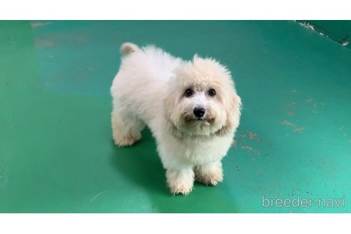 成約済の東京都のミックス犬-298406の2枚目