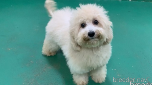 成約済ののミックス犬-298406