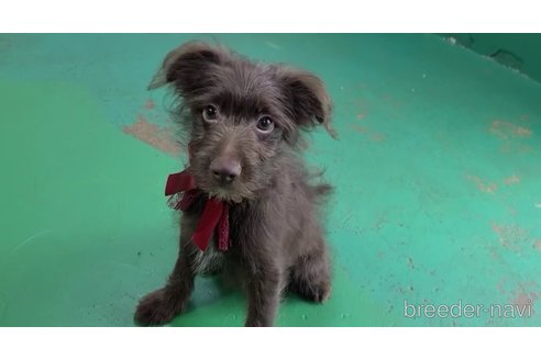 成約済の東京都のミックス犬-313000の13枚目