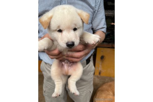 成約済の広島県の柴犬-336947の1枚目
