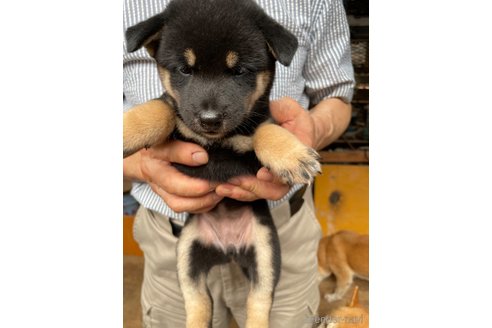 成約済の広島県の柴犬-336949の3枚目