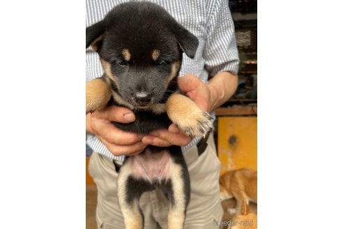 成約済の広島県の柴犬-336949の4枚目